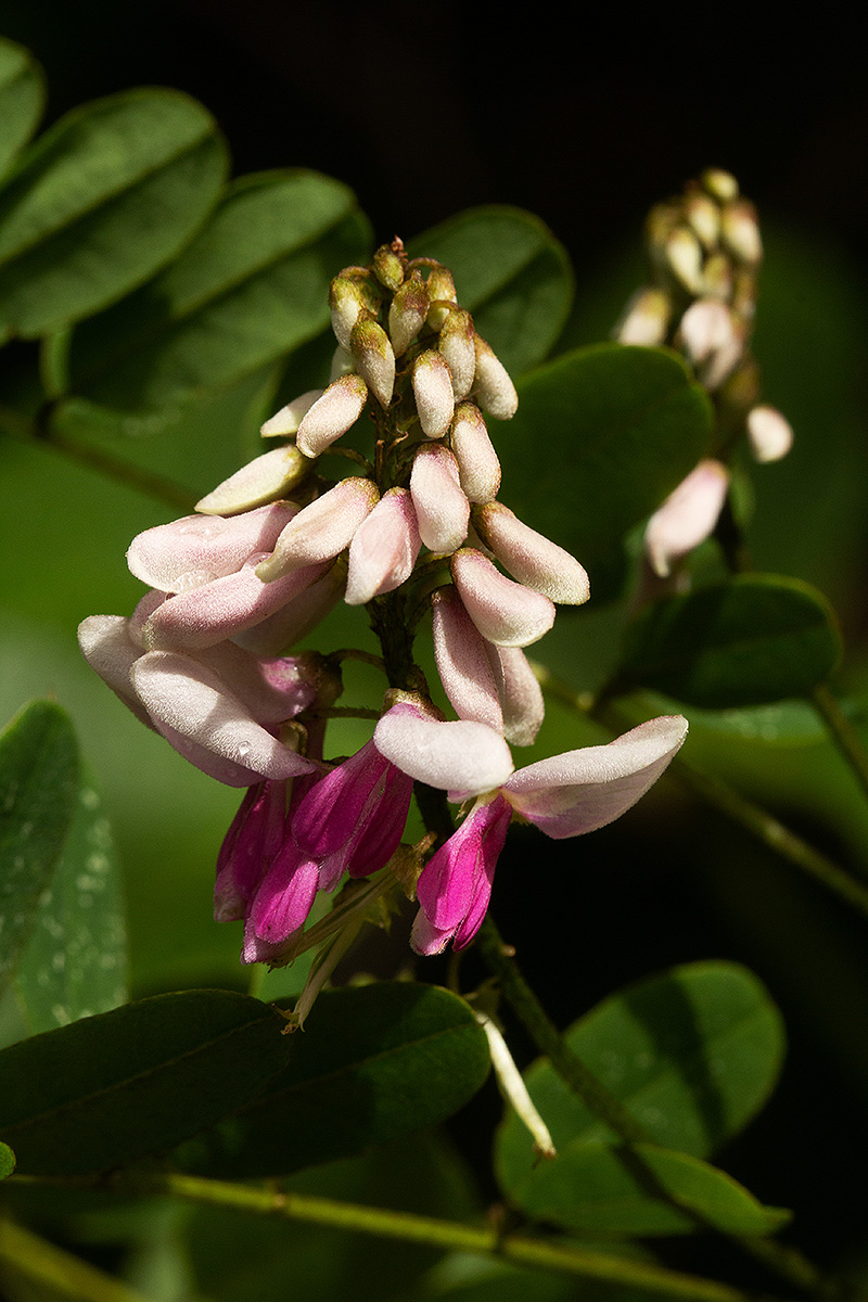 Indigofera roseo-caerulea