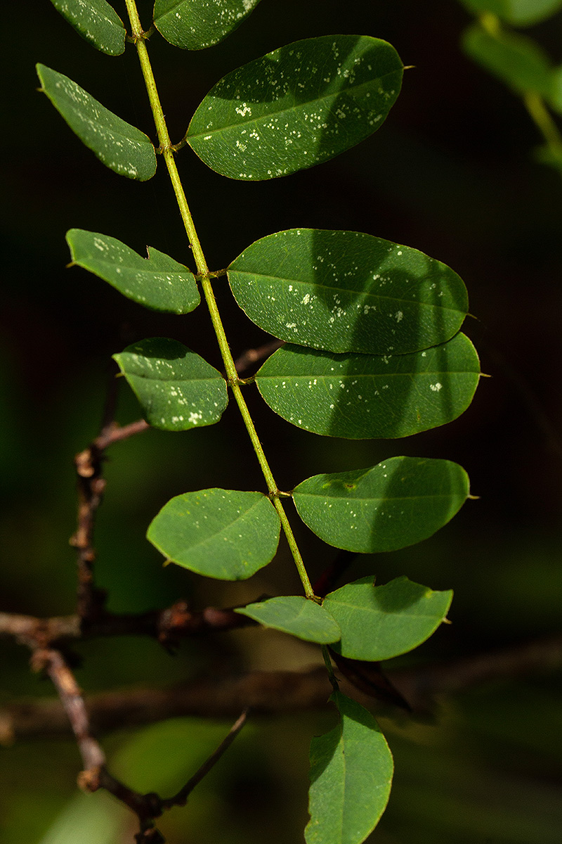 Indigofera roseo-caerulea