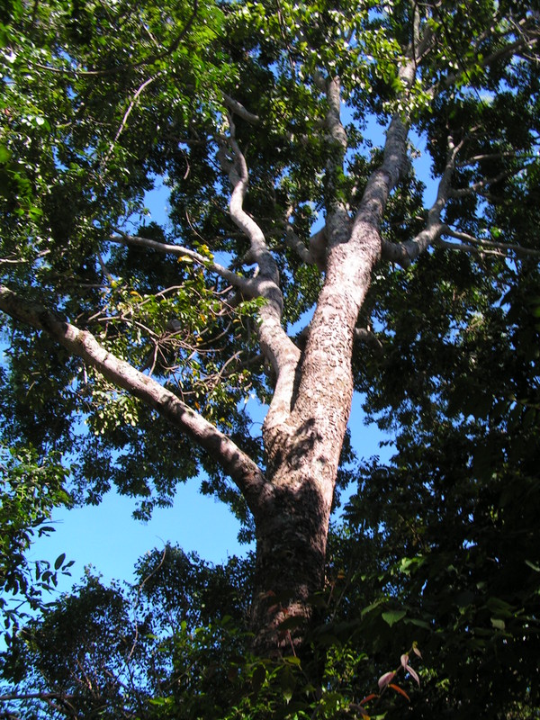 Pseudospondias microcarpa