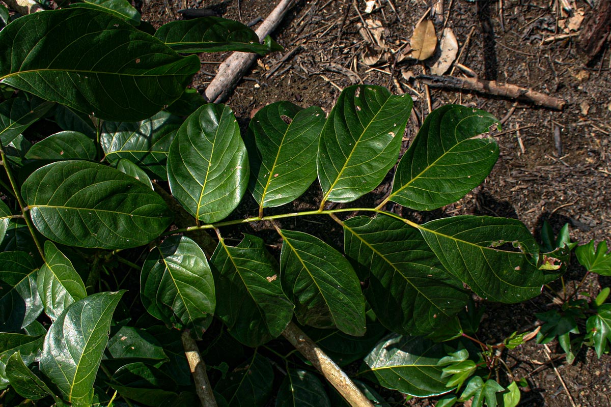 Pseudospondias microcarpa
