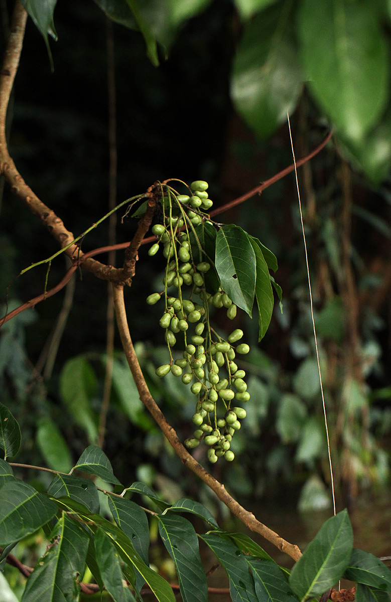 Pseudospondias microcarpa