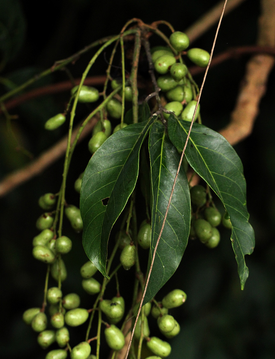 Pseudospondias microcarpa