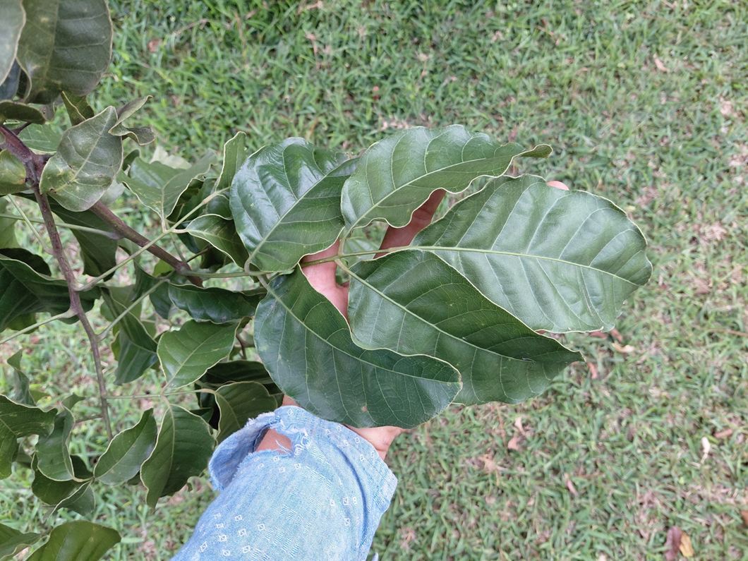 Pseudospondias microcarpa