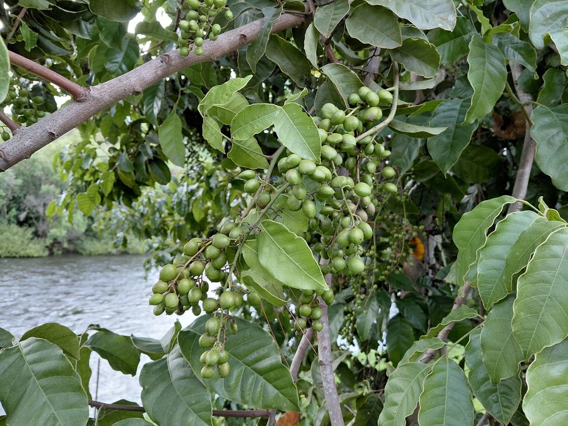 Pseudospondias microcarpa