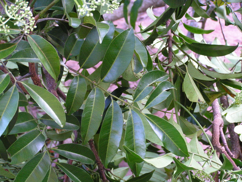 Pseudospondias microcarpa Pseudospondias microcarpa