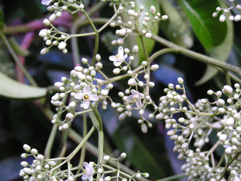 Pseudospondias microcarpa Pseudospondias microcarpa