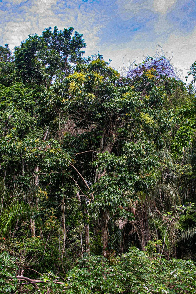 Pseudospondias microcarpa