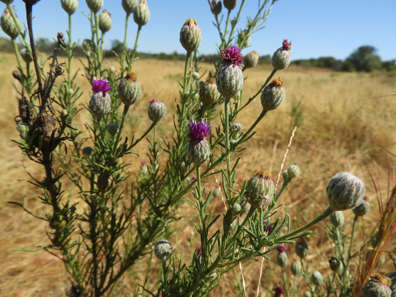 Vernonia perrottetii