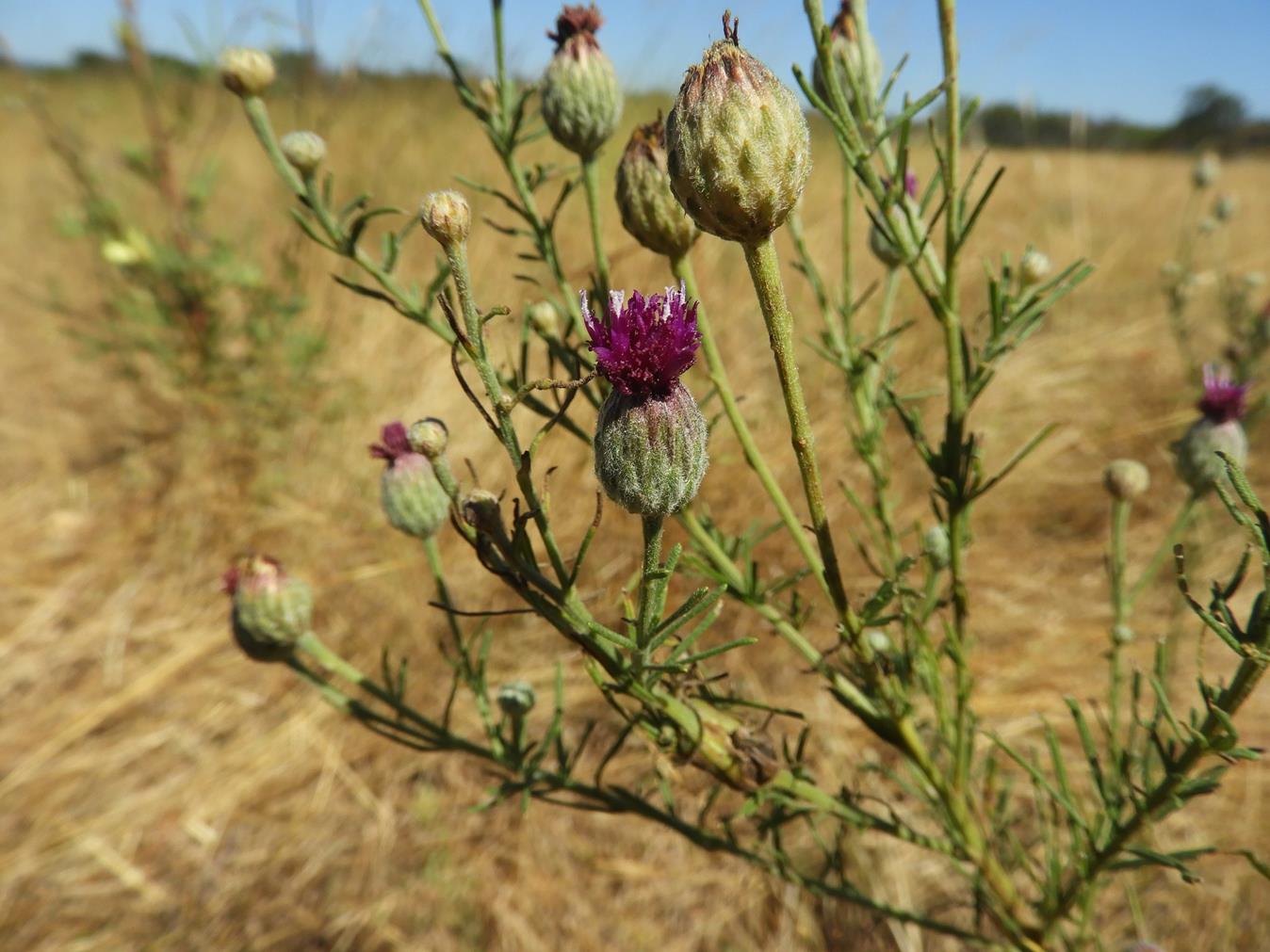 Vernonia perrottetii