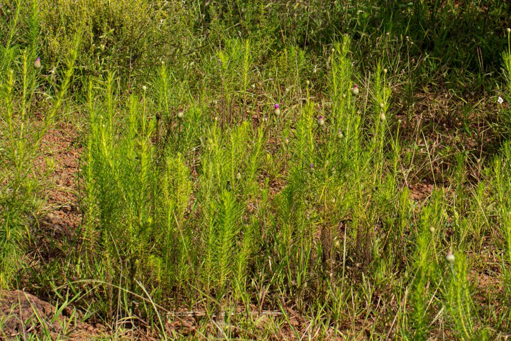 Vernonia perrottetii Vernonia perrottetii