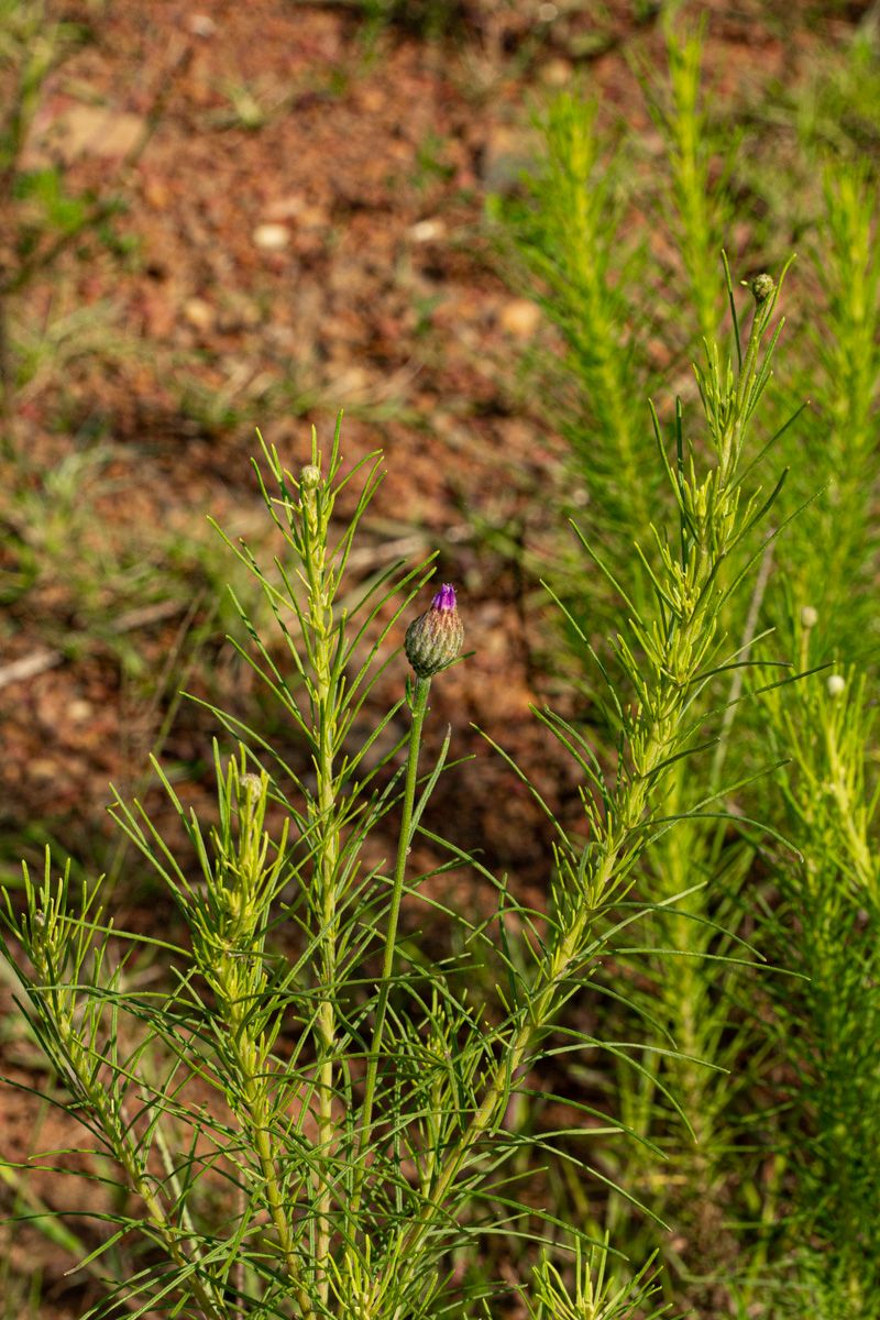 Vernonia perrottetii Vernonia perrottetii