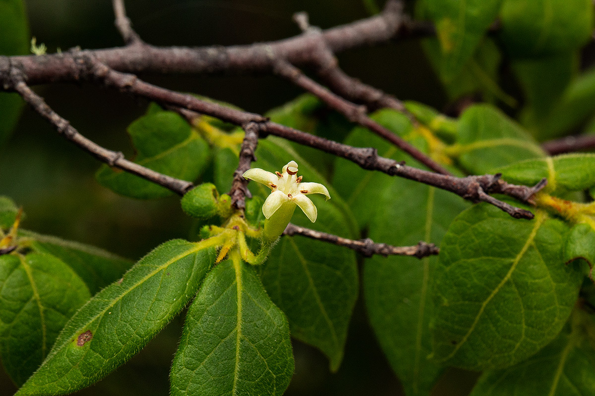 Rytigynia monantha var. monantha Rytigynia monantha var. monantha