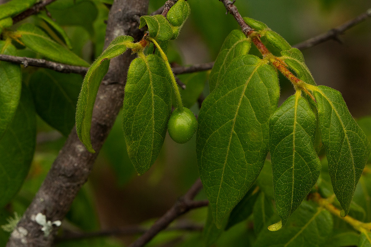Rytigynia monantha var. monantha Rytigynia monantha var. monantha