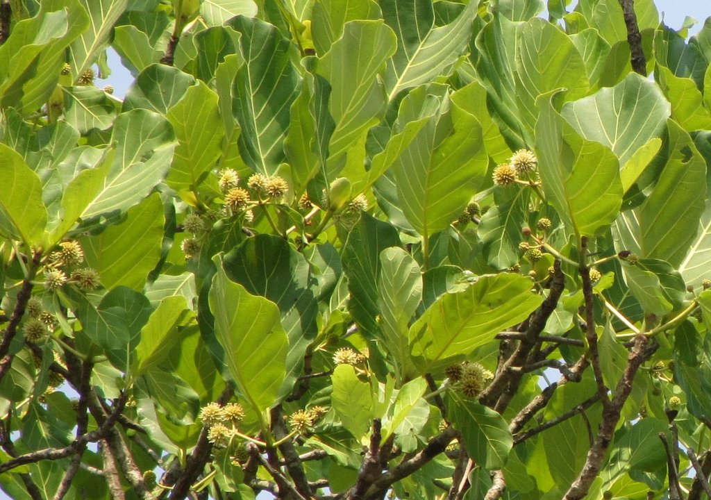 Mitragyna stipulosa Mitragyna stipulosa