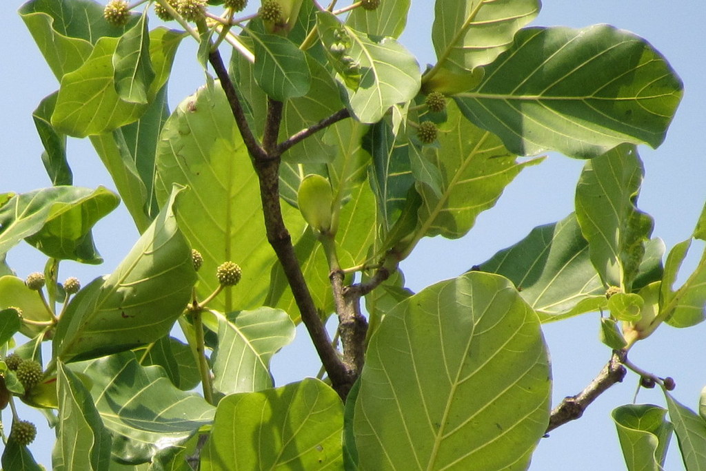 Mitragyna stipulosa Mitragyna stipulosa