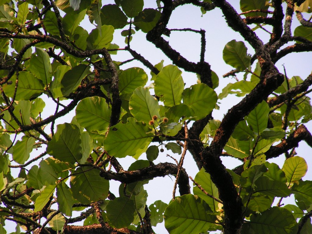 Mitragyna stipulosa Mitragyna stipulosa