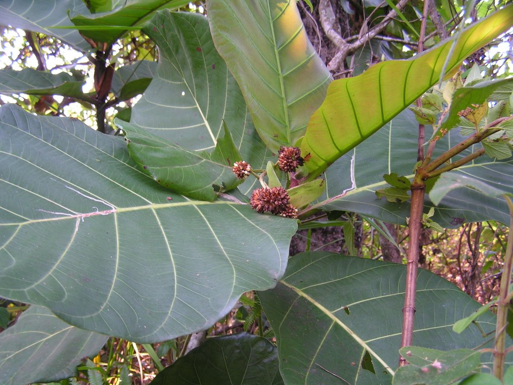 Mitragyna stipulosa Mitragyna stipulosa