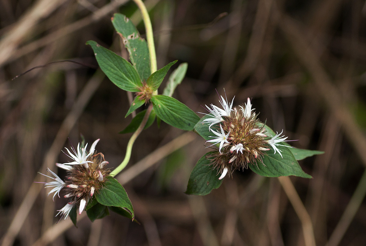 Virectaria major subsp. major Virectaria major subsp. major