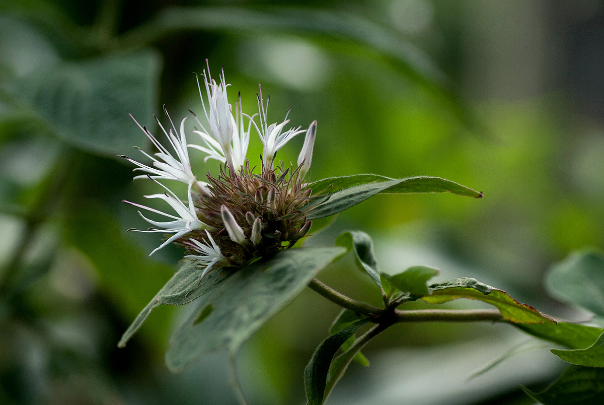 Virectaria major subsp. major Virectaria major subsp. major