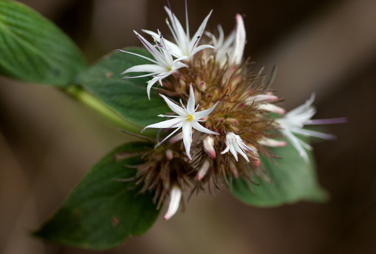 Virectaria major subsp. major Virectaria major subsp. major