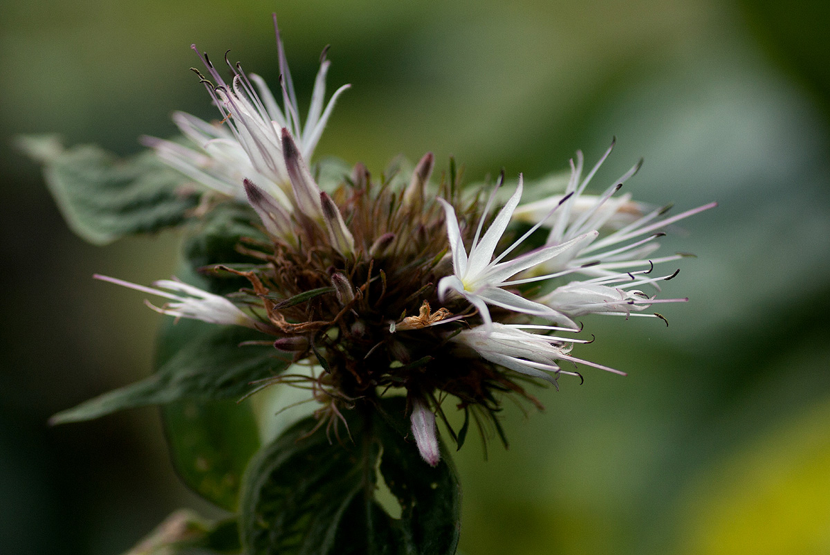 Virectaria major subsp. major Virectaria major subsp. major