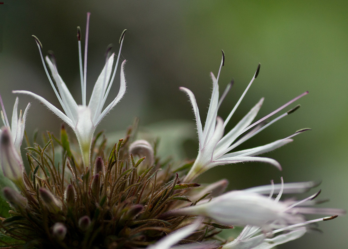 Virectaria major subsp. major Virectaria major subsp. major