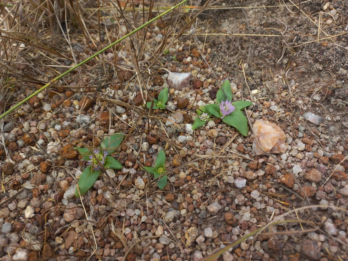 Faroa acaulis Faroa acaulis