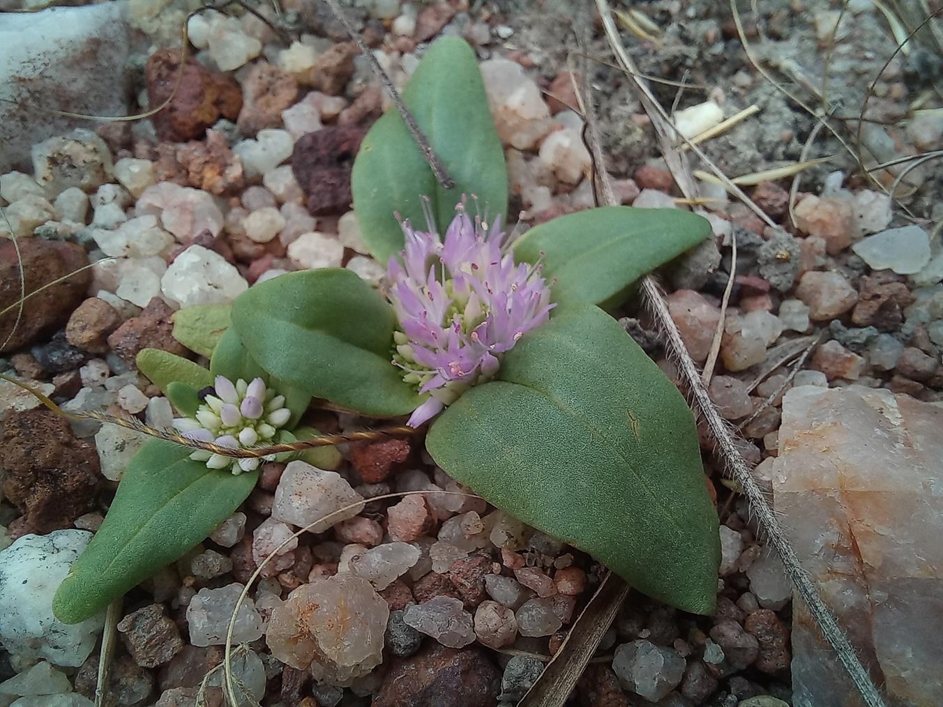 Faroa acaulis Faroa acaulis