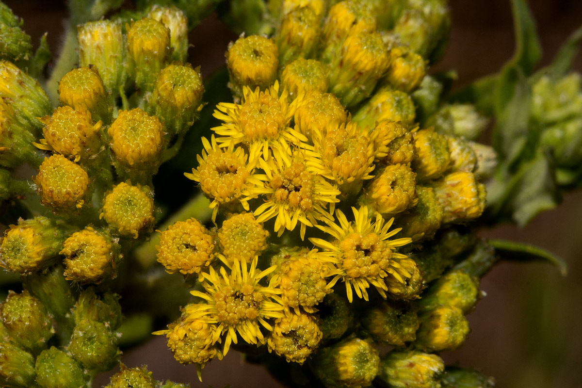 Microglossa pyrrhopappa