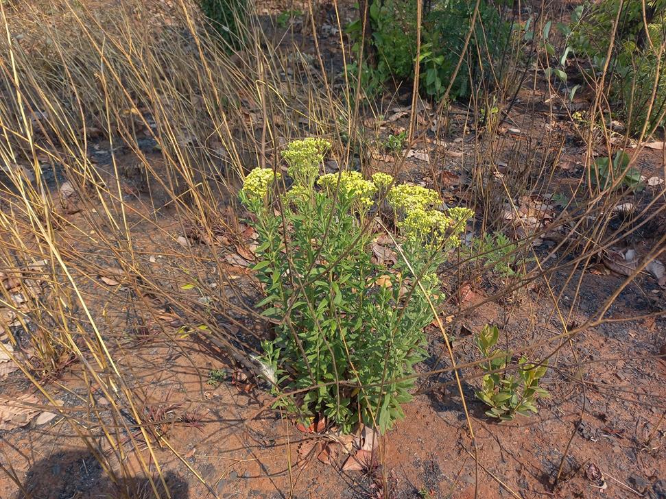 Microglossa pyrrhopappa Microglossa pyrrhopappa