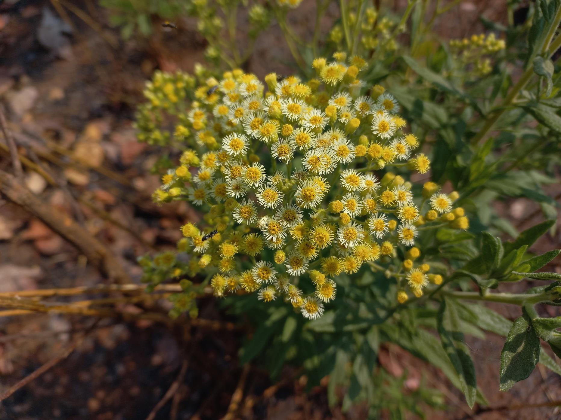 Microglossa pyrrhopappa Microglossa pyrrhopappa