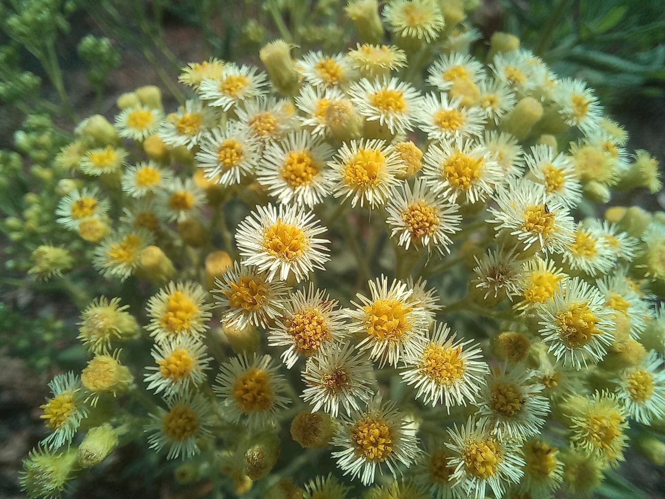 Microglossa pyrrhopappa Microglossa pyrrhopappa