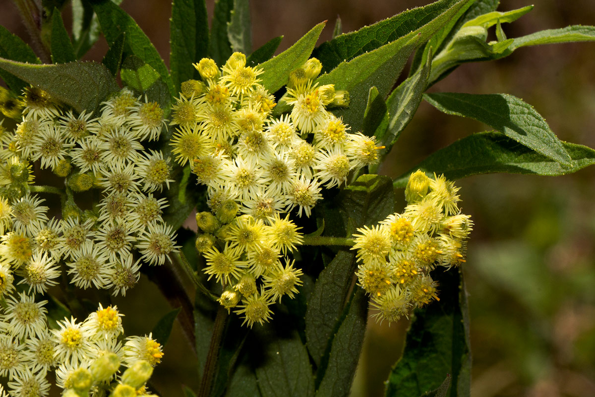 Microglossa pyrrhopappa