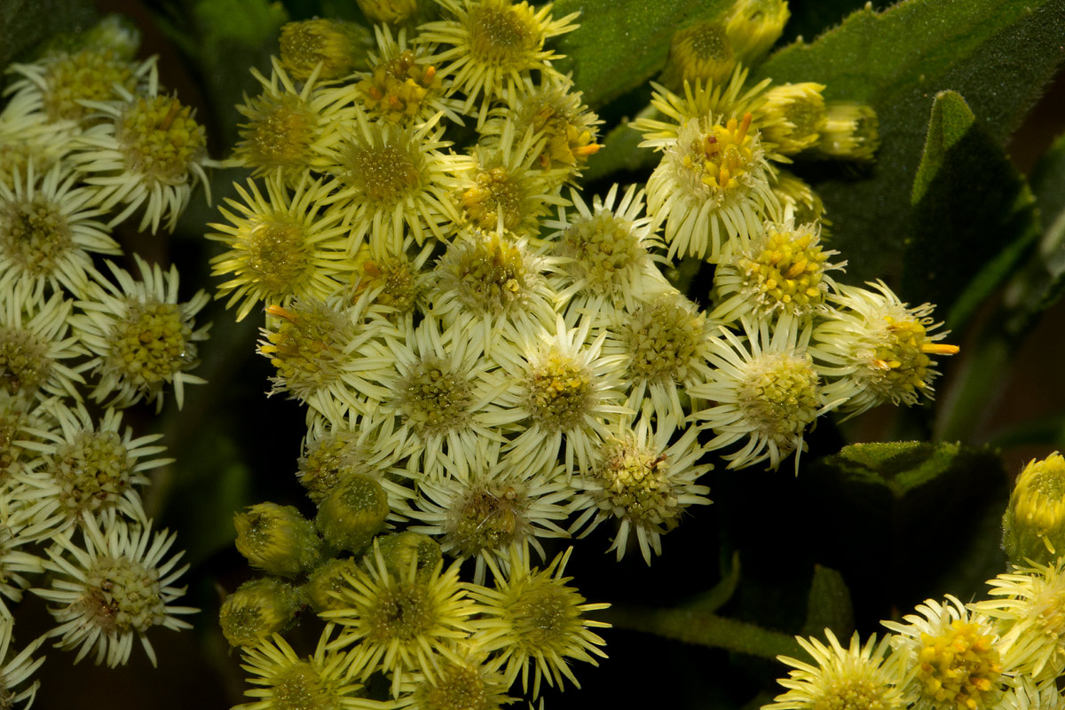 Microglossa pyrrhopappa