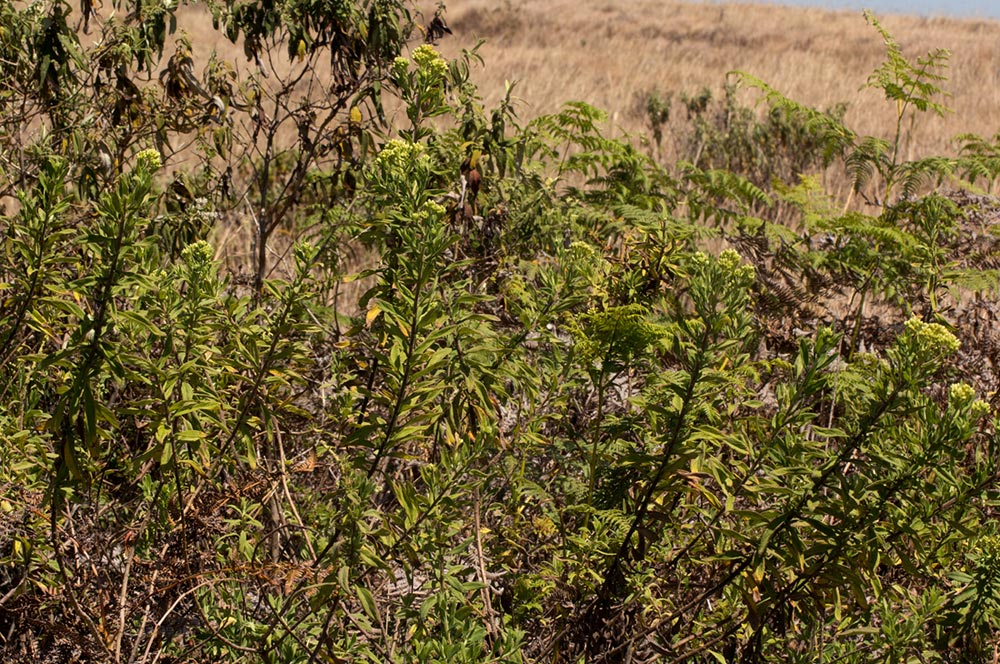 Microglossa pyrrhopappa