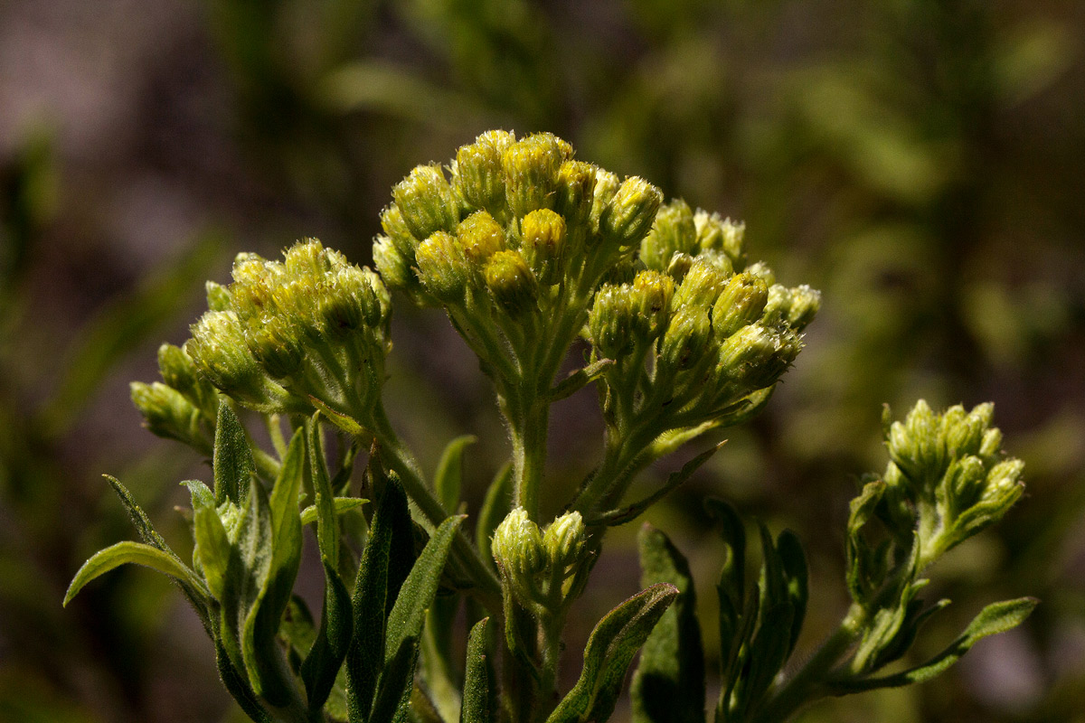 Microglossa pyrrhopappa