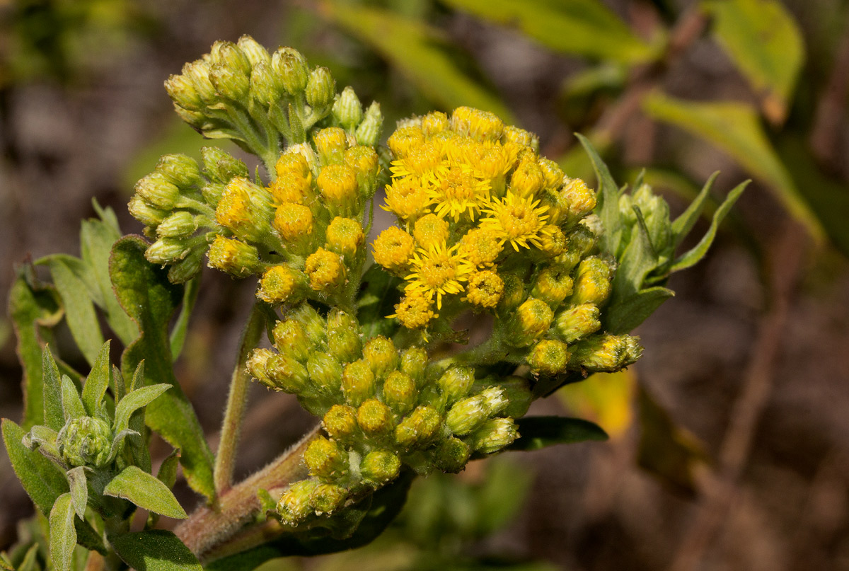 Microglossa pyrrhopappa