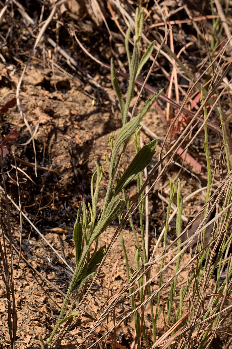 Nidorella spartioides