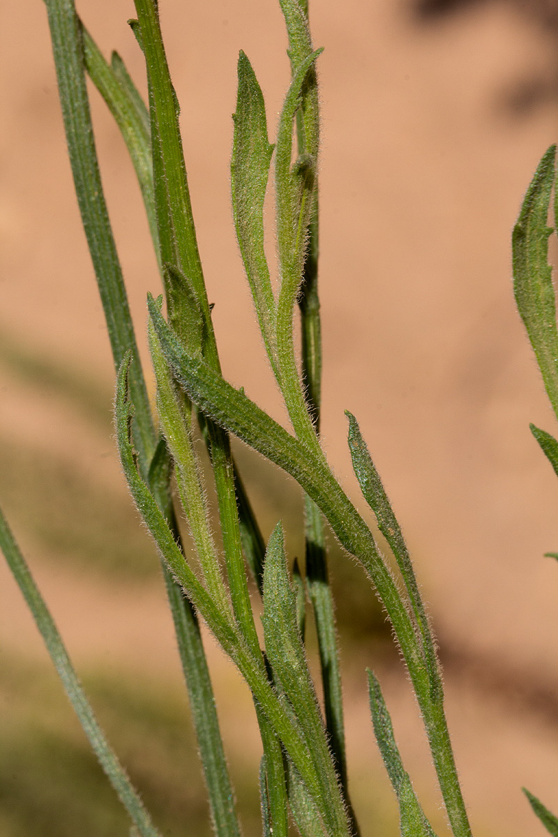 Nidorella spartioides Nidorella spartioides