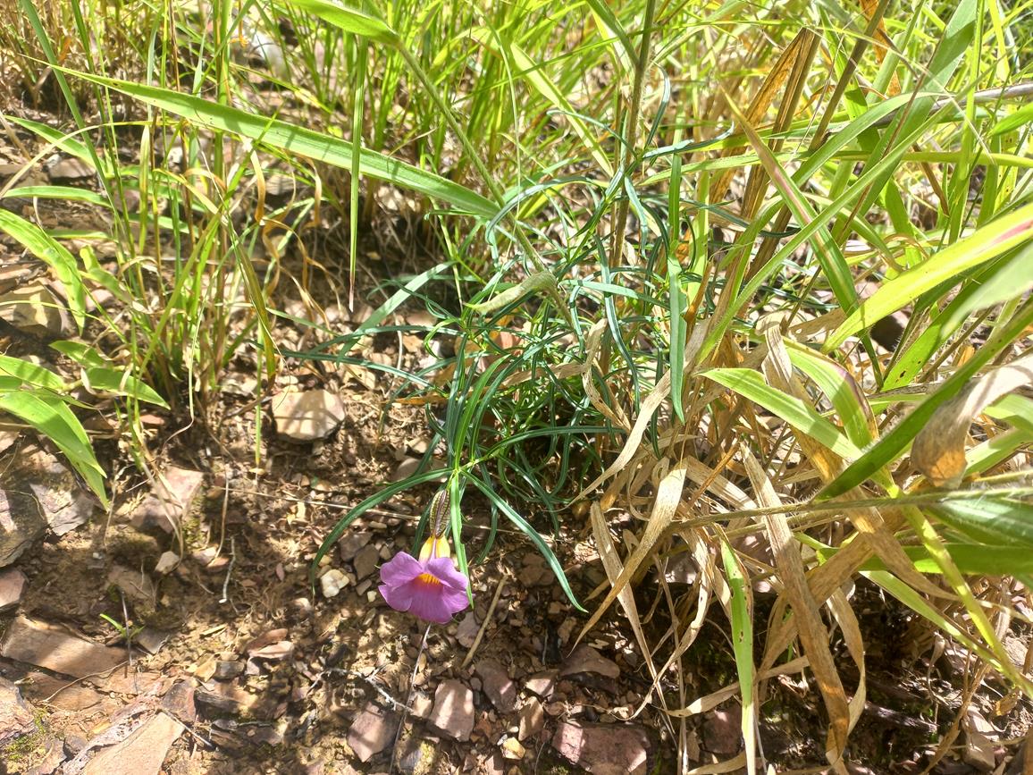 Thunbergia graminifolia Thunbergia graminifolia