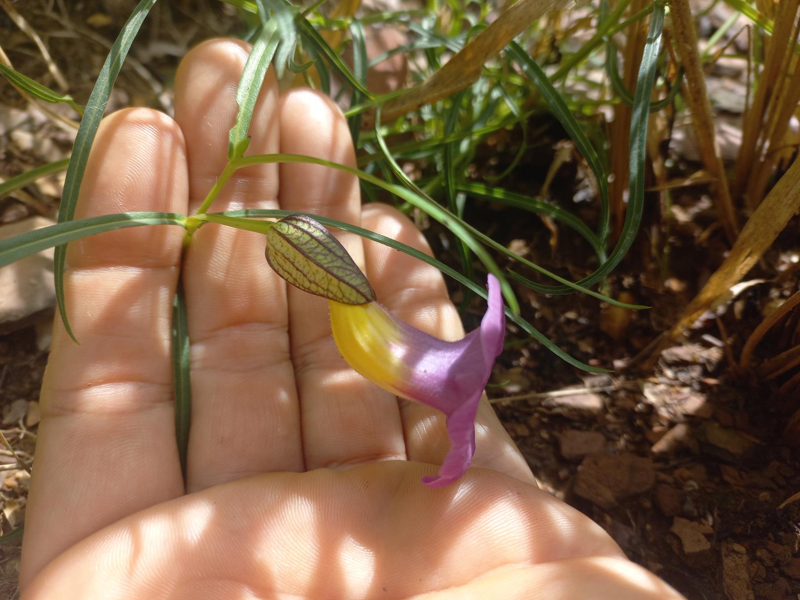 Thunbergia graminifolia Thunbergia graminifolia