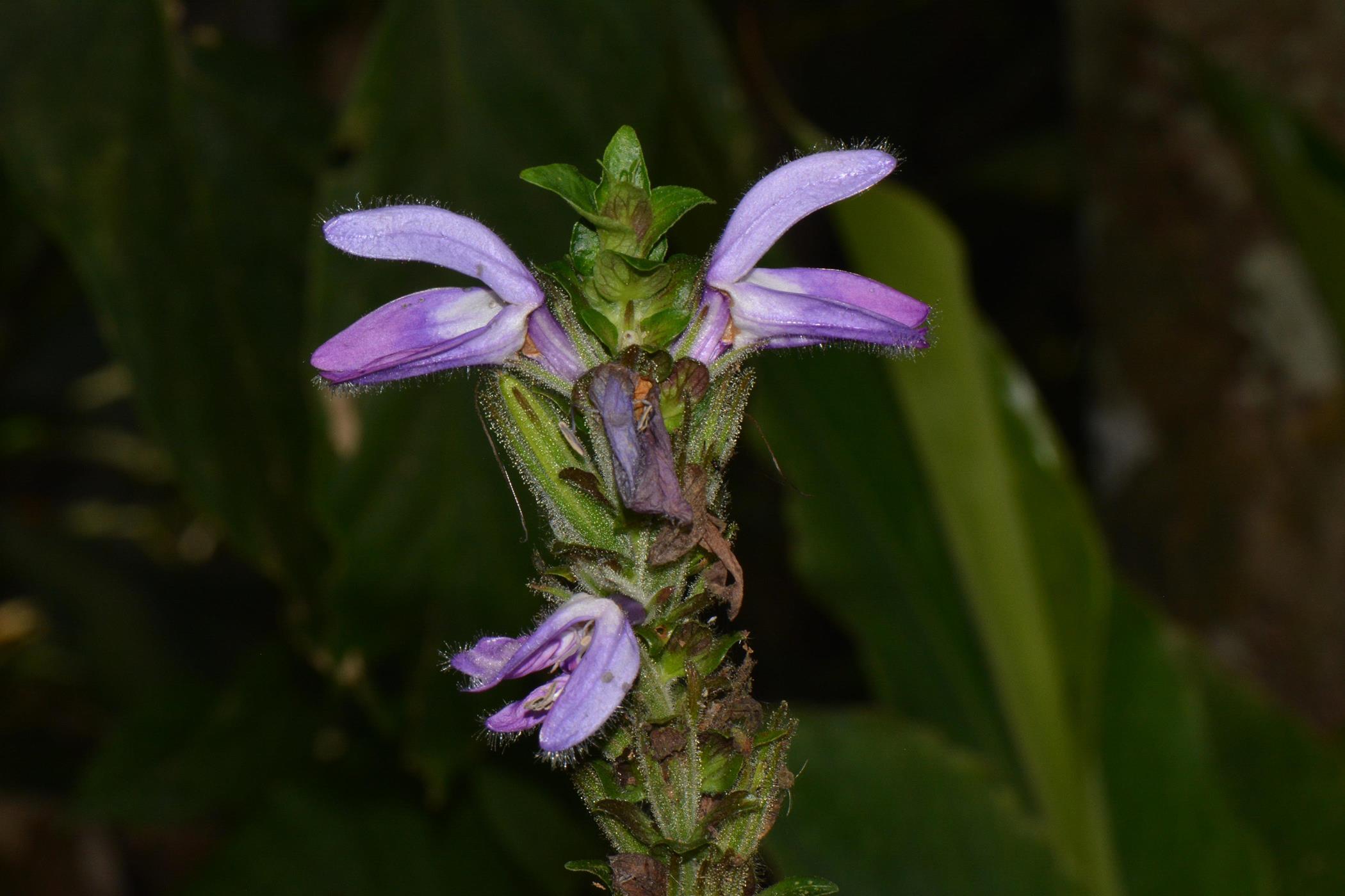 Brillantaisia madagascariensis Brillantaisia madagascariensis