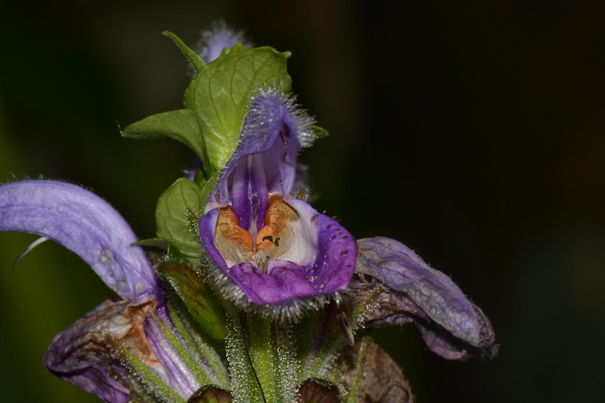 Brillantaisia madagascariensis Brillantaisia madagascariensis