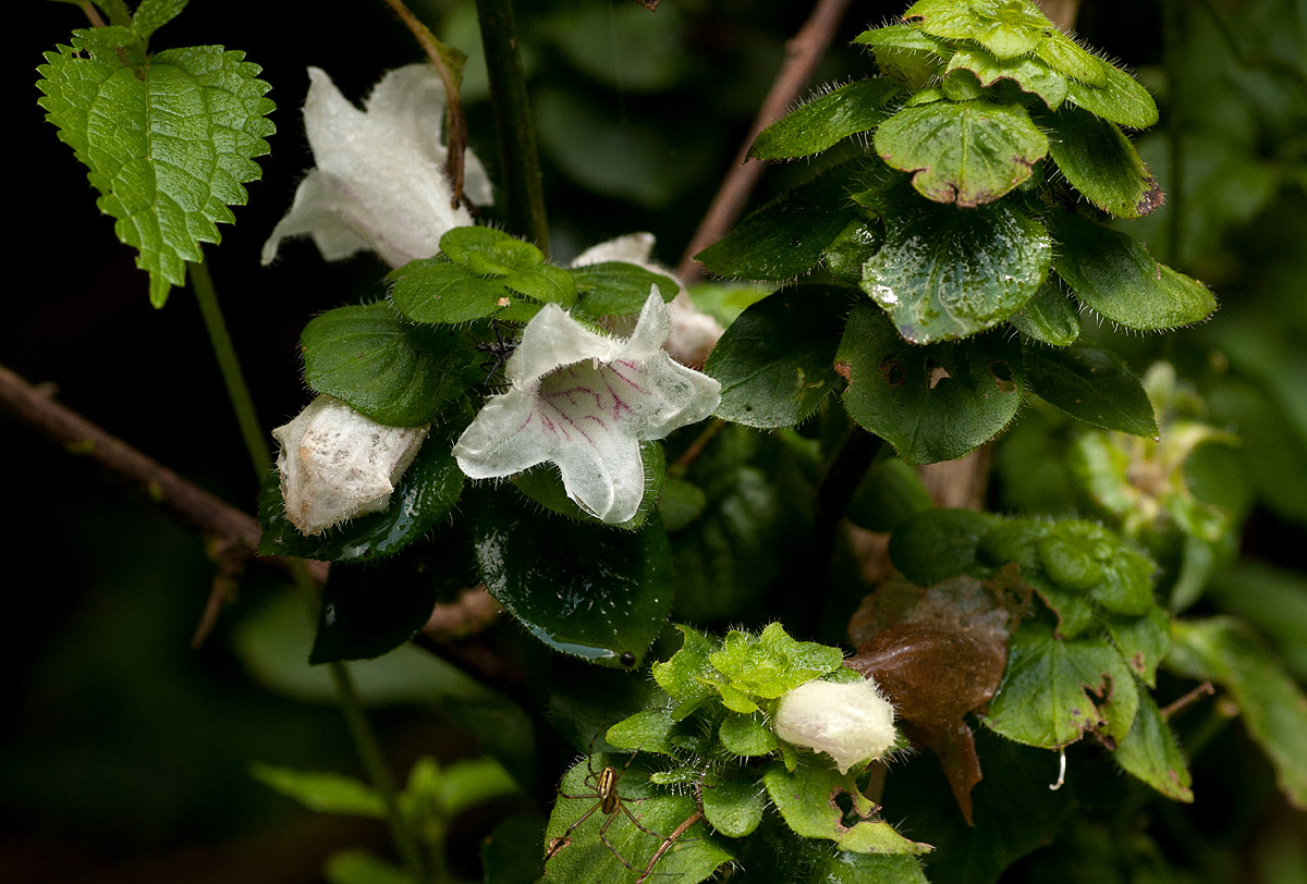Acanthopale confertiflora
