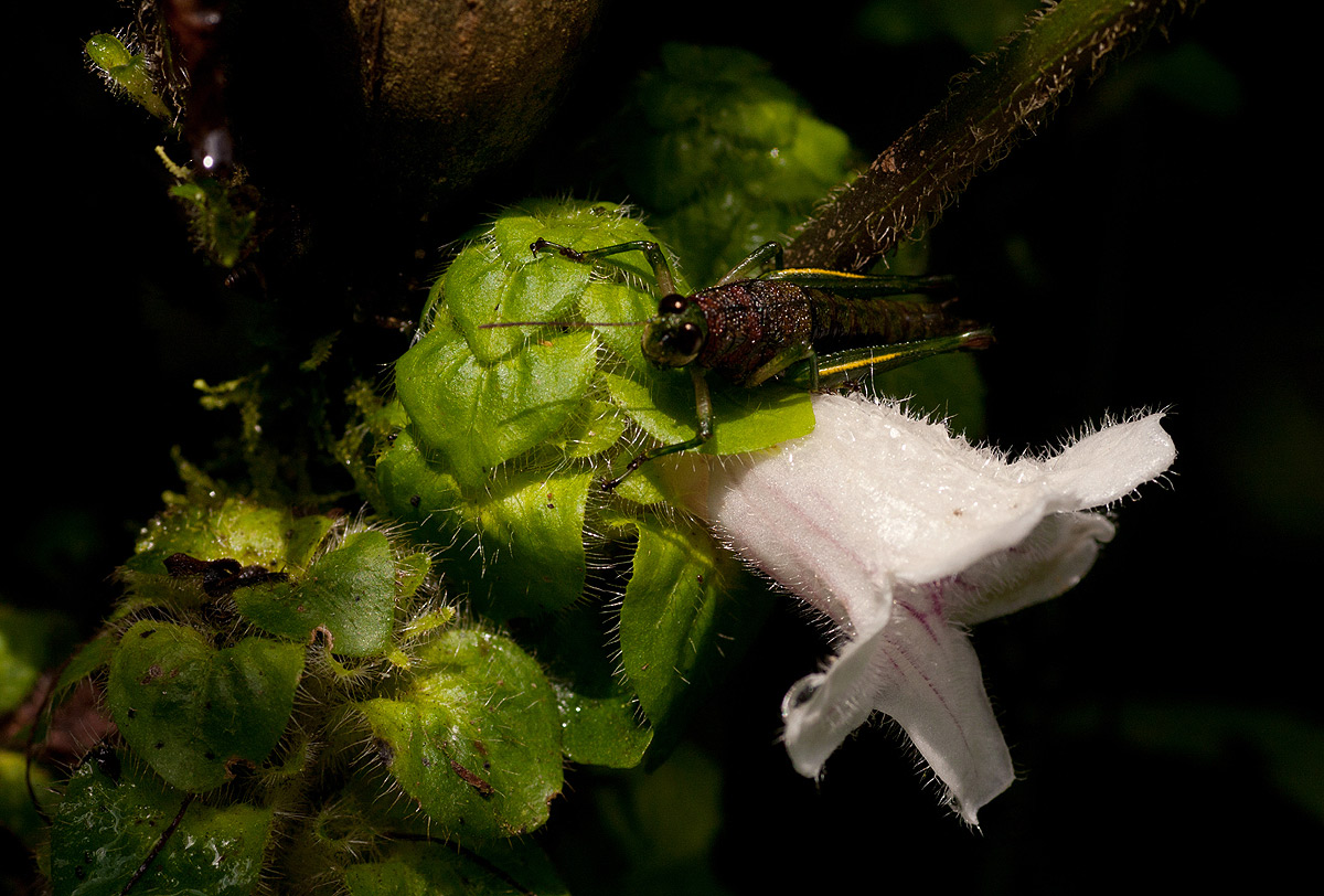 Acanthopale confertiflora