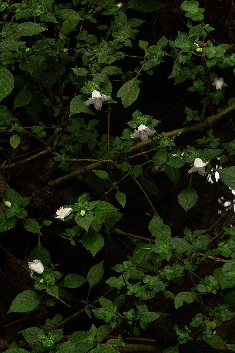Acanthopale confertiflora