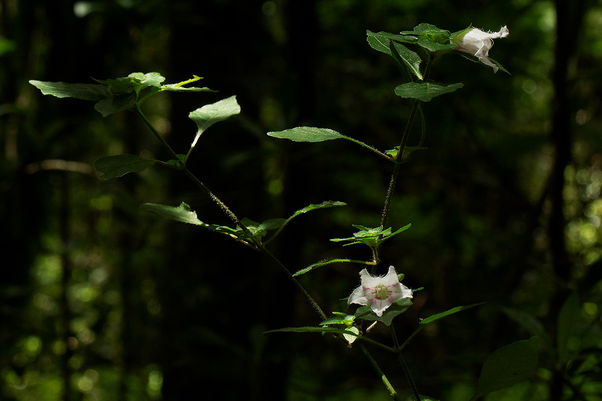 Acanthopale confertiflora