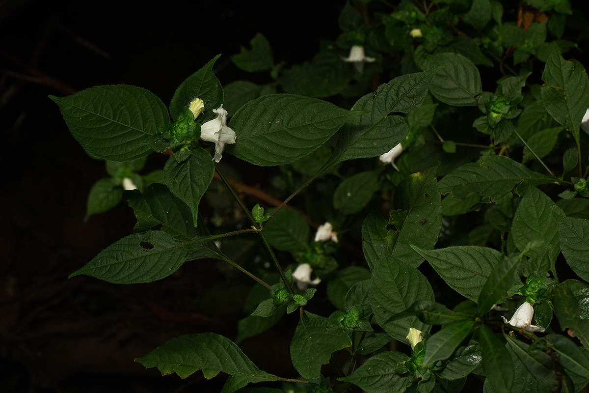 Acanthopale confertiflora
