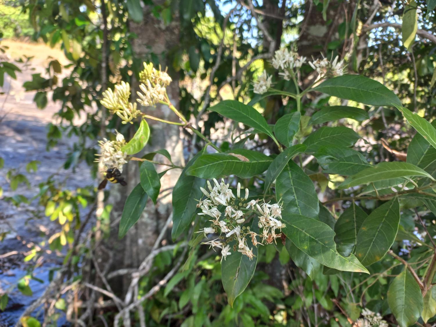 Tarenna pavettoides subsp. gillmanii