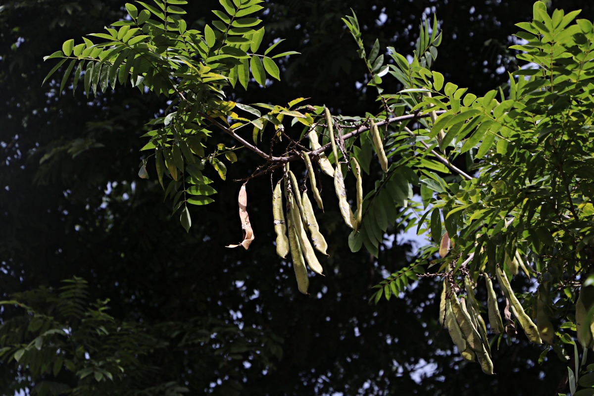 Millettia dura Millettia dura